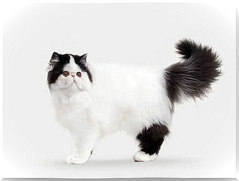 10 breeds of longhaired cats