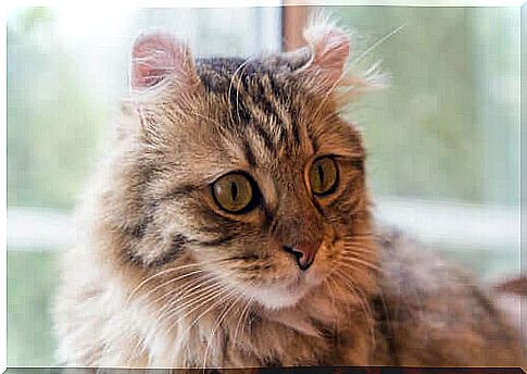 American Curl: One of the long-haired cat breeds