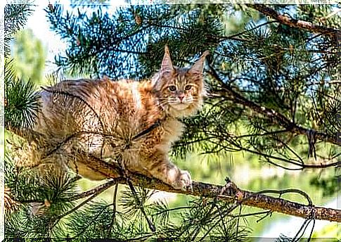 Maine coon: one of the longhaired cat breeds