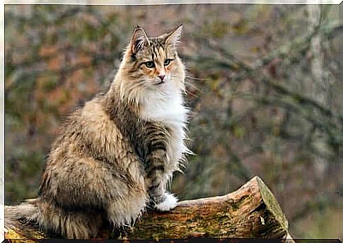 Norwegian Forest Cat