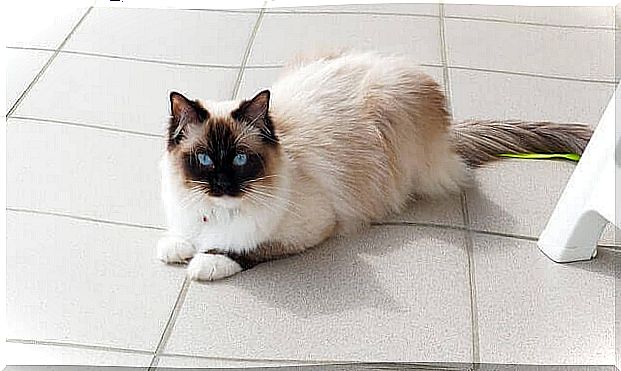 Gato da raça Ragdoll