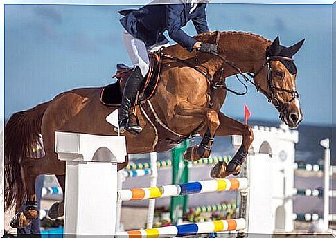 10 equestrian sports