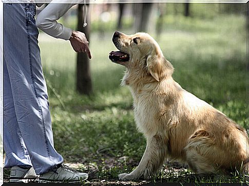 10 rules for training your pet