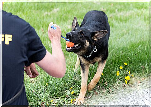 dog being trained