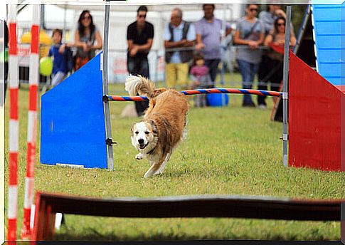 dog playing