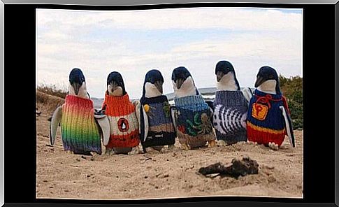 109 year old man makes little pullovers to help penguins