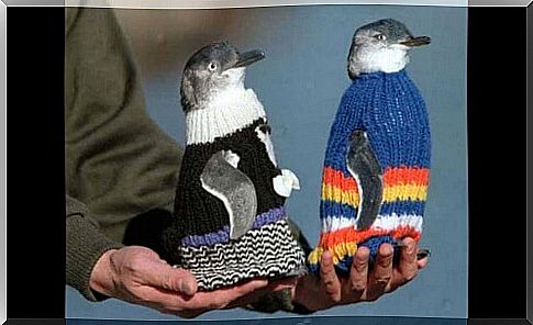 penguins