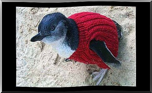 penguin with pullover