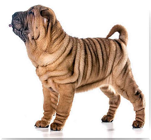 Dog breeds with wrinkles