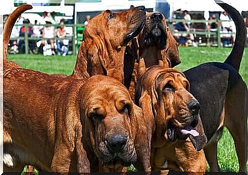 Bloodhound or Hound-of-saint-humberto