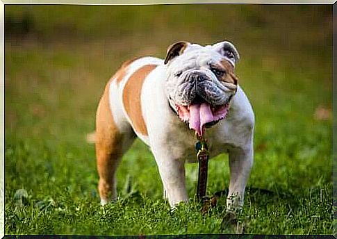 Dog Breeds with Wrinkles: English Bulldog