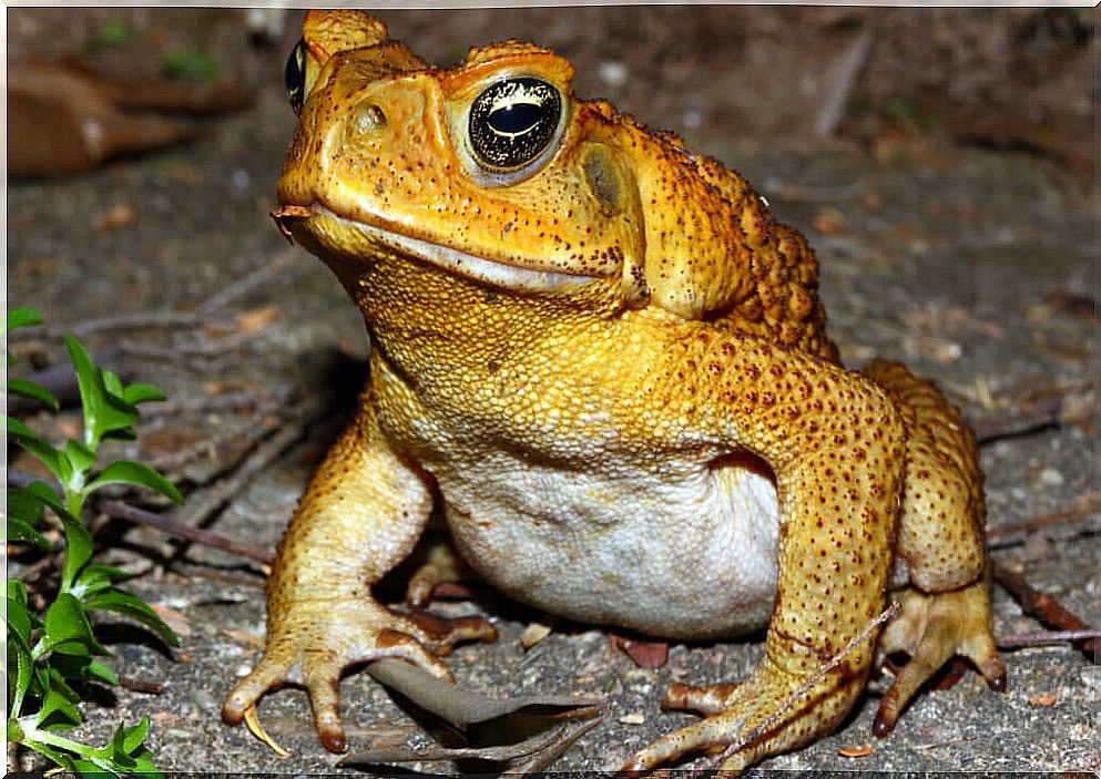 4 species of poison frogs