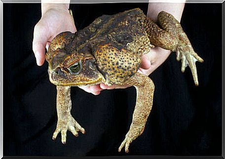 Person holding a Cane Toad.