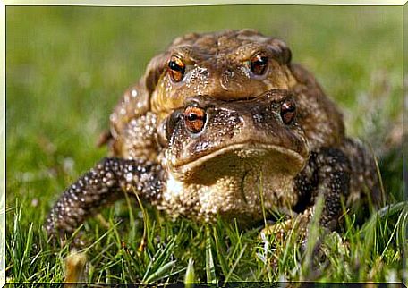 The common toad is one of the poisonous toads.