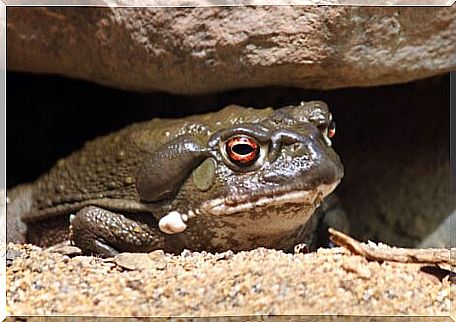 One of the most poisonous frogs.