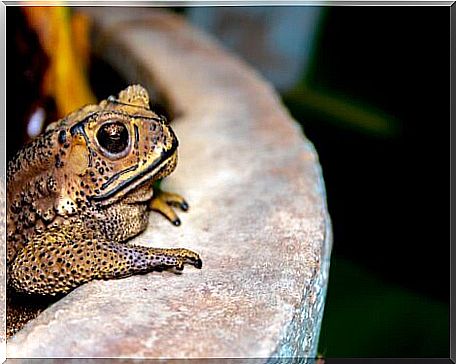 One of the poisonous frogs in a fountain.