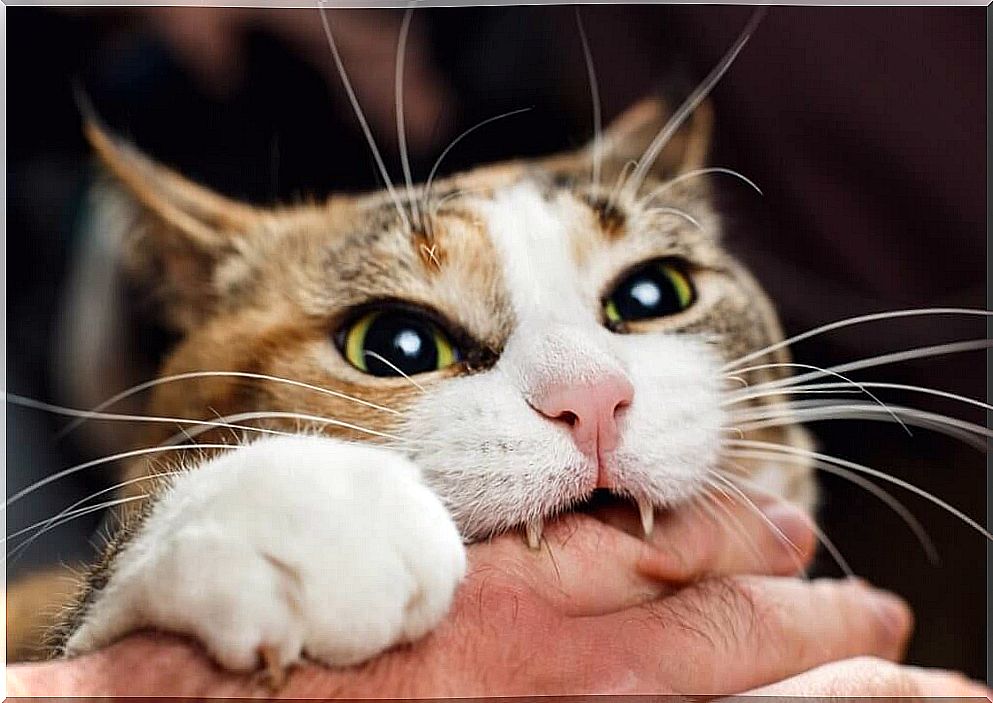 4 tips to prevent your cat from biting you