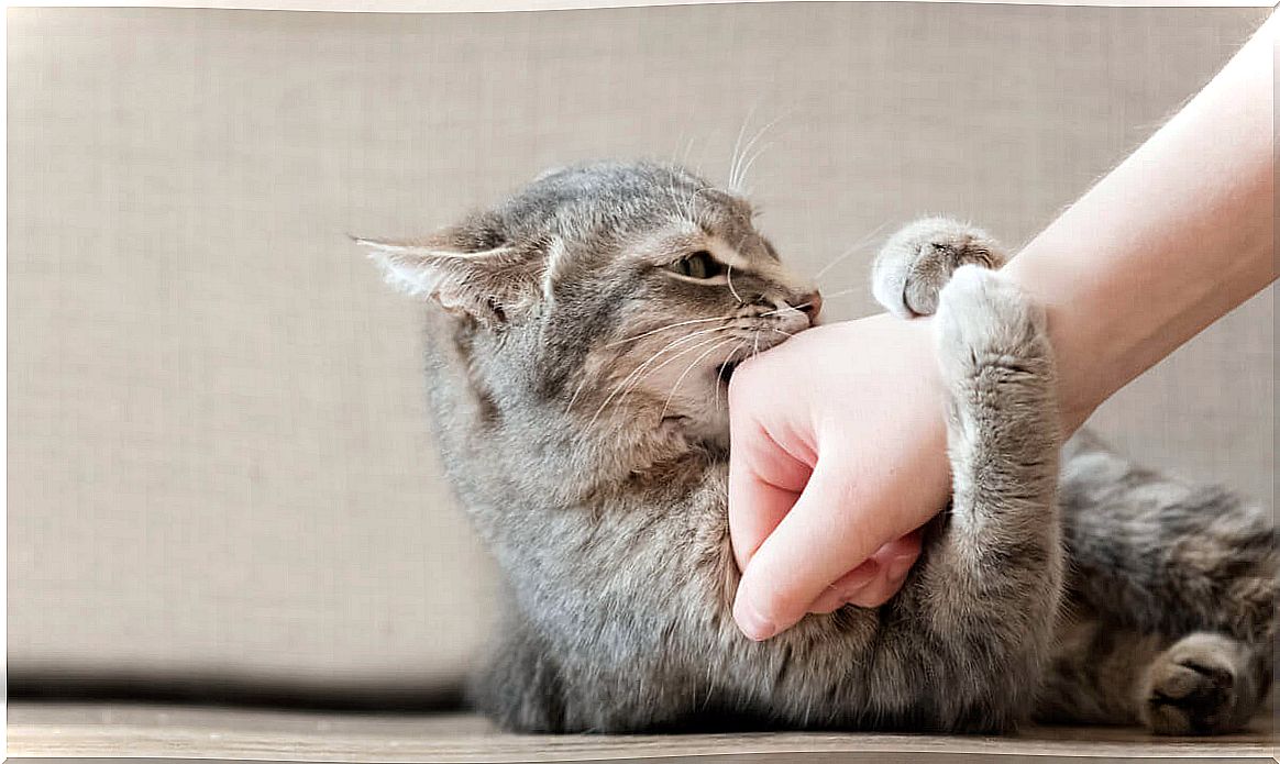 Keep your cat from biting you: it's easier than it looks.