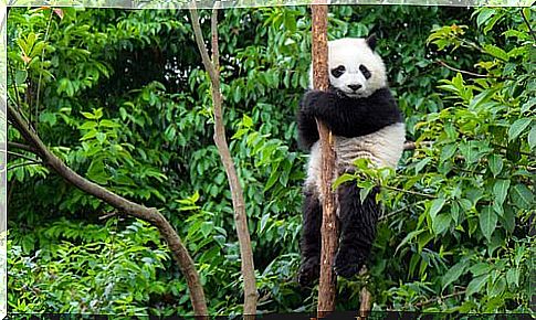 china animals panda bear