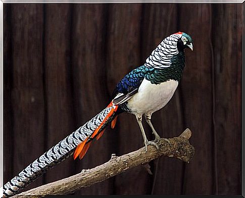 Chinese animals Silver Pheasant