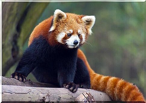 red panda china animals