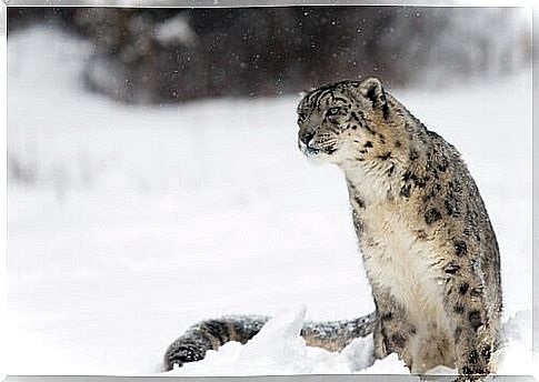 china animals snow leopard