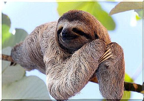 sleepy animals: the sloth