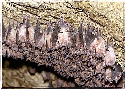 sleepy animals: brown bat