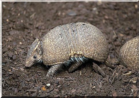 sleepy animals: armadillo-ball