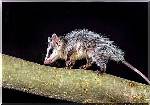 sleepy animals: the possum