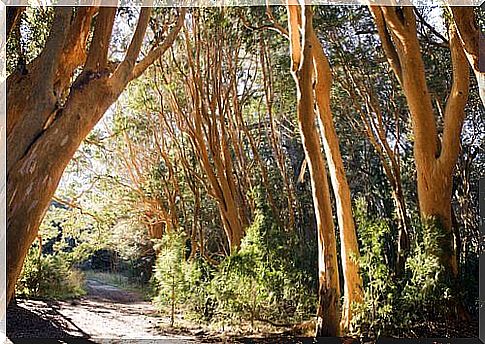 Los Arrayanes National Park