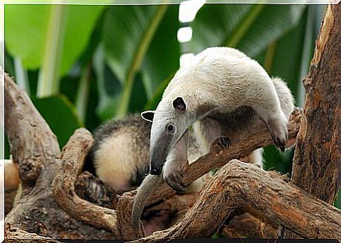 dwarf anteater in a tree