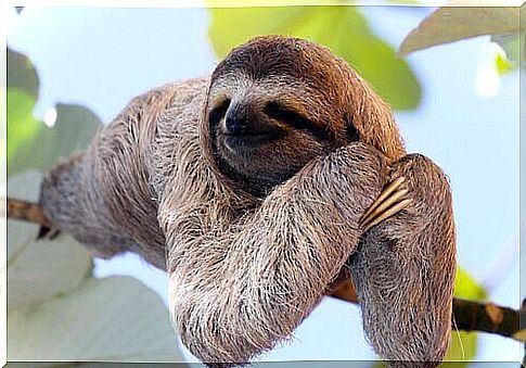 sloth