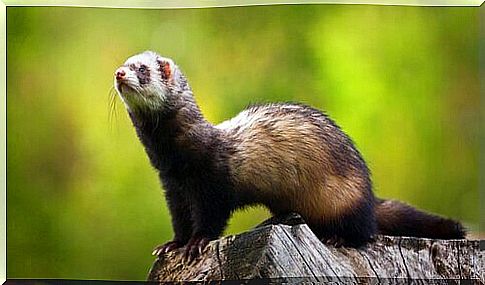 5 species of mustelids