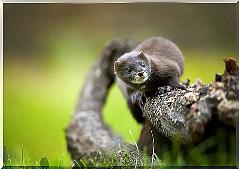 The european mink is a little smaller than the ferret