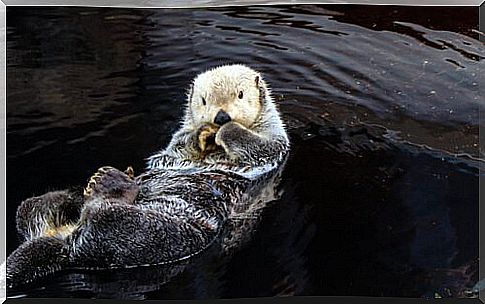 The otter is one of the mustelid species