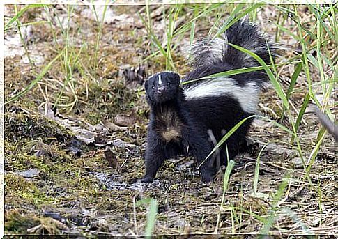 mustelid species