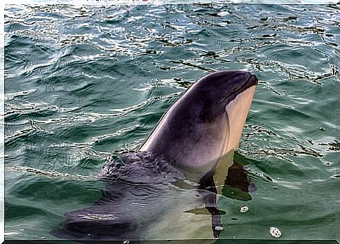 A extraordinária vaquita marinha