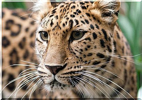 O leopardo-de-amur, o felino mais raro do planeta