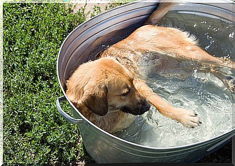 5 ways to help your dog suffer less from the heat