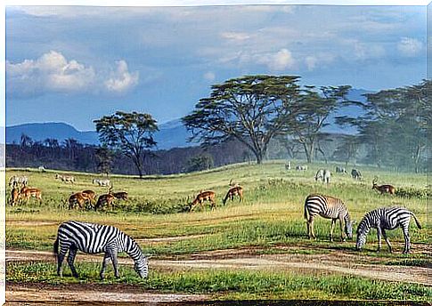 6 fun facts about the African savanna