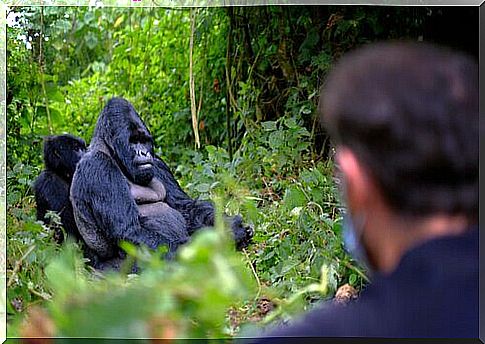 6 guards murdered for protecting the gorillas