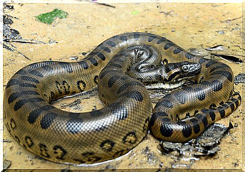 7 biggest snakes in the world