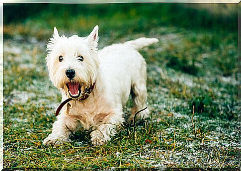 7 breeds of dogs that barely shed fur