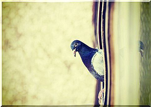 Pigeons are considered a pest by some people.