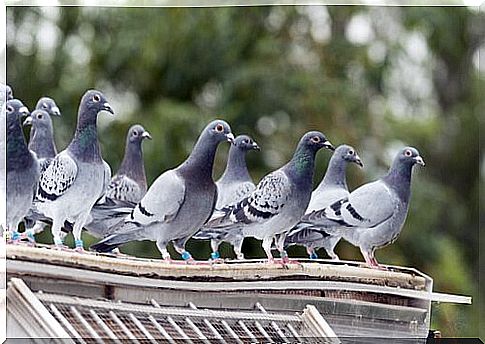 urban pigeons