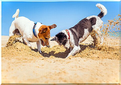 dogs digging in the sand