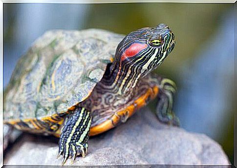 Mediterranean tortoise