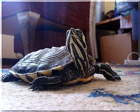 russian turtle