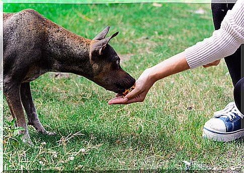 Boy who rescues stray dogs dreams of having his own shelter